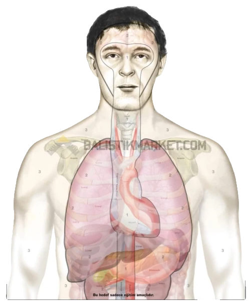 Boran Çeri Anatomik Standart Hedef Kağıdı (7 Adet)